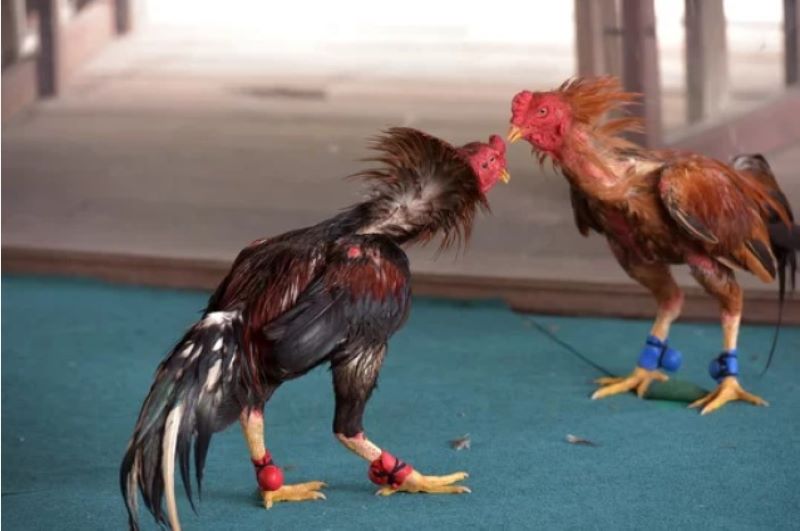 Lý do nên tham gia chơi đá gà trực tiếp Lý do nên tham gia chơi đá gà trực tiếp