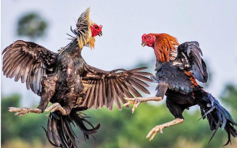 Chọn nhà cái cá cược đá gà trực tiếp uy tín