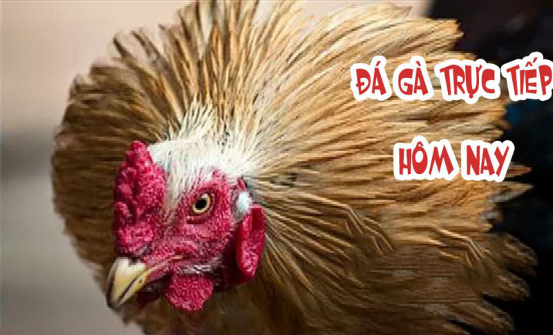 Những trang cung cấp đá gà trực tiếp bình luận 