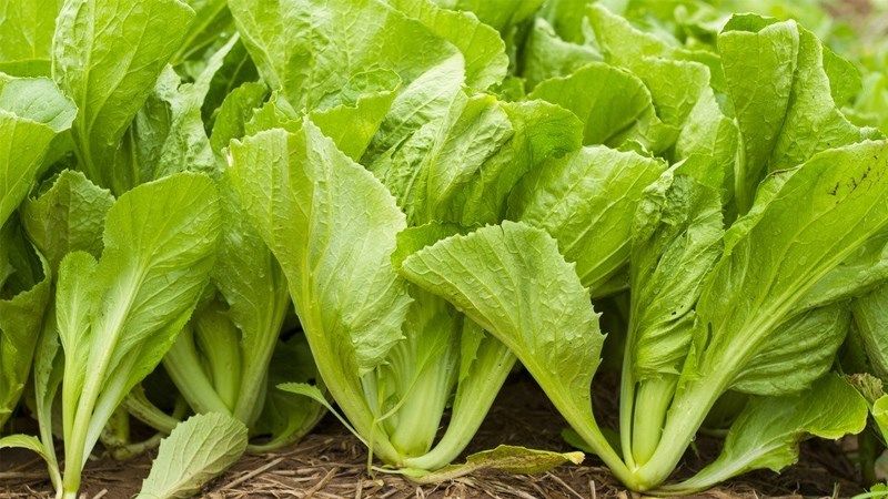 Mơ thấy rau xanh có thể là điềm báo về sức khỏe 