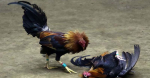 Một vài hình thức đá gà hot tại các trang cá cược đá gà online 