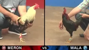 Giới thiệu tổng quan về đá gà trực tiếp bình luận